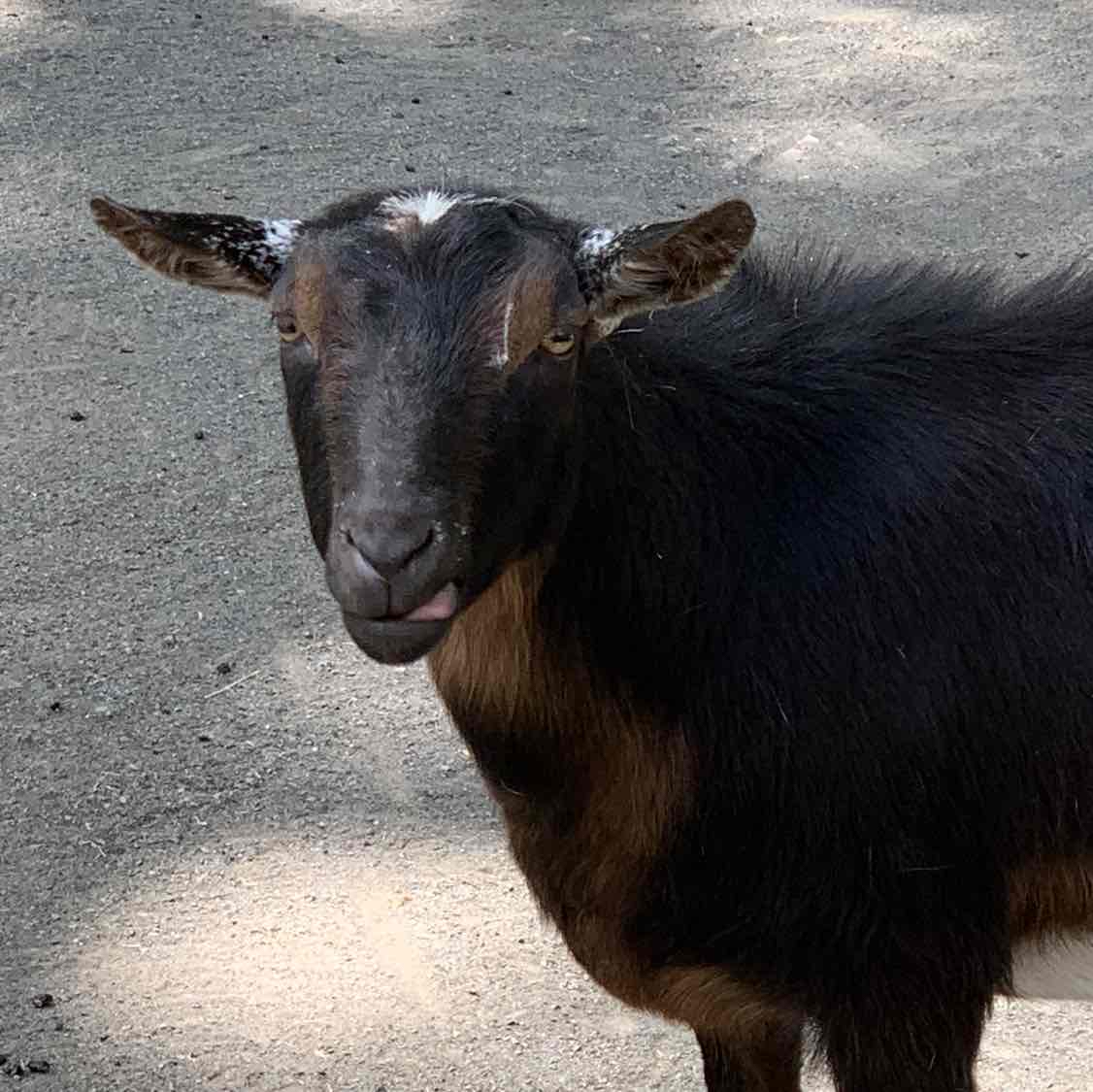 Avatar of Goats