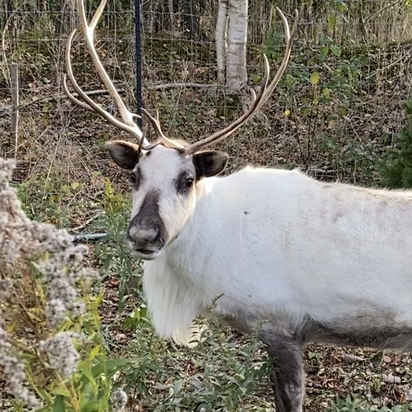 Avatar of Aoife The Reindeer