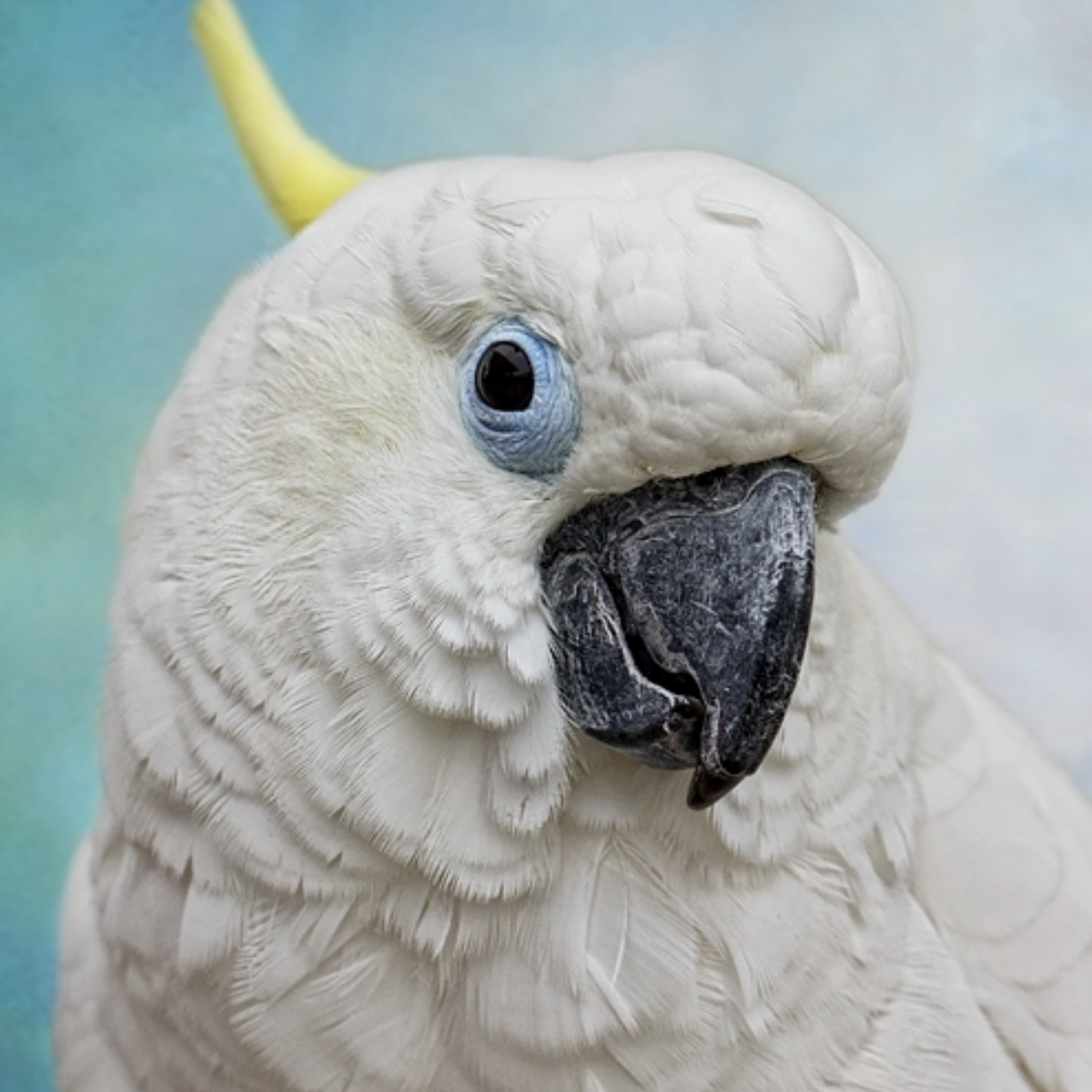 Avatar of Lola