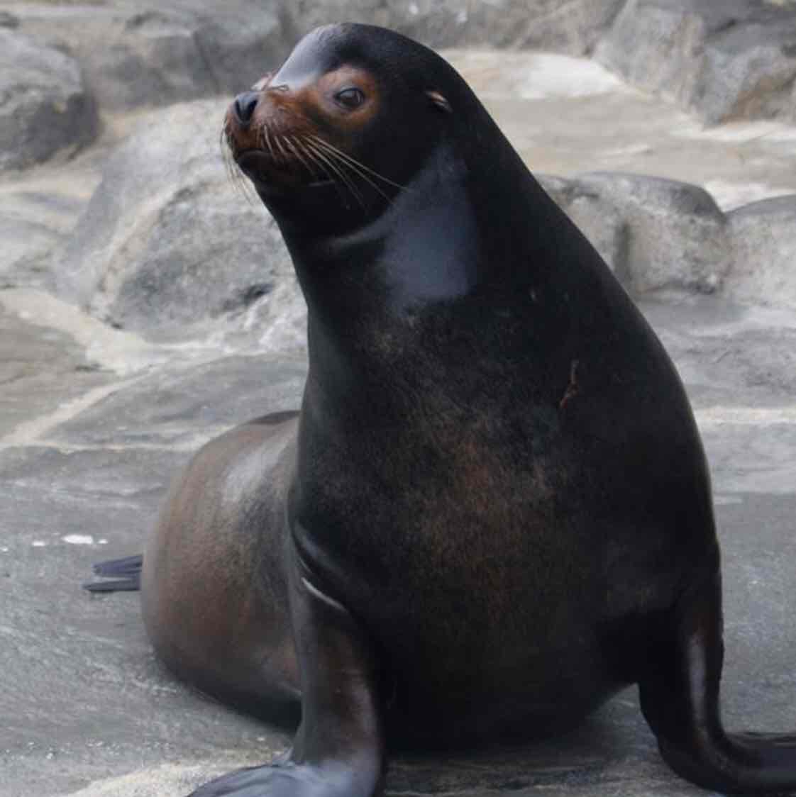 Avatar of Diego the Sea Lion
