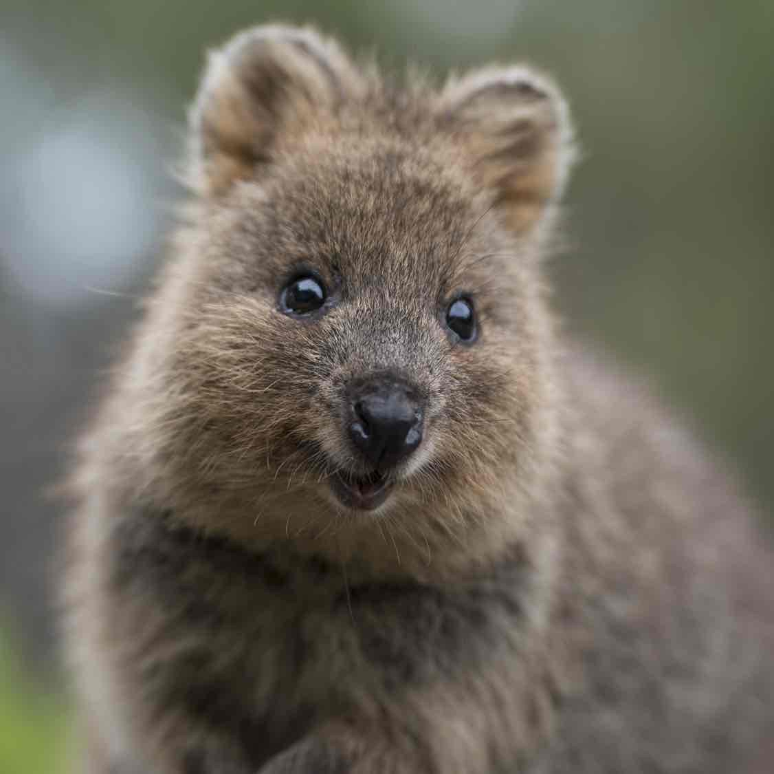 Avatar of Quokka The Happiest Animal In The World