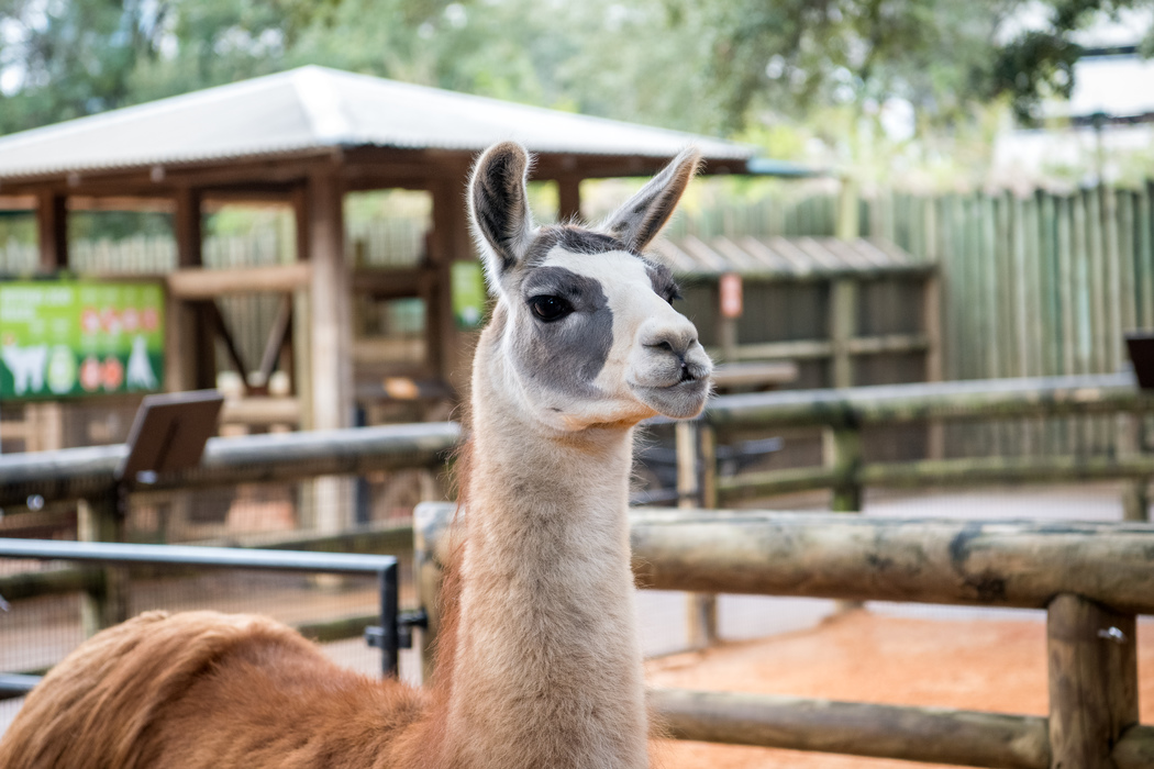 Avatar of Fiesta the Llama at Houston Zoo