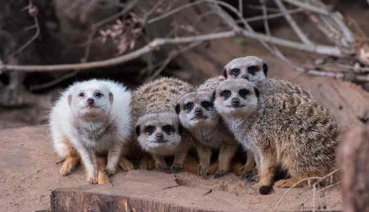 Avatar of Meerkat Mob - Adelaide Zoo