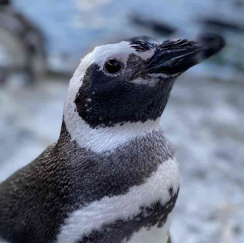 Avatar of Penguins - Aquarium Of The Pacific