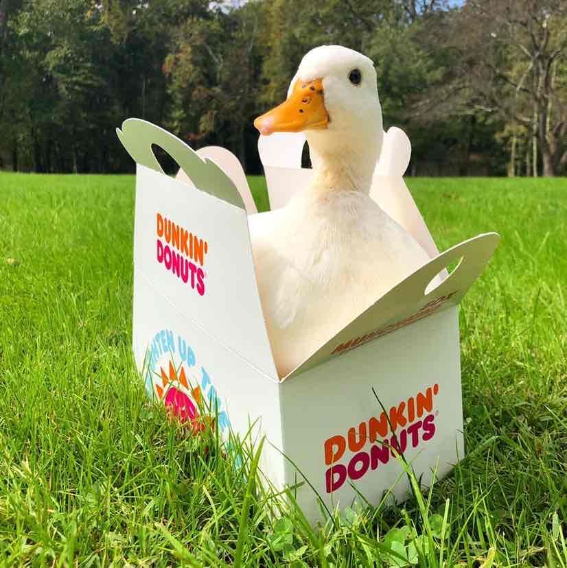 Avatar of Krissy Ellis (Dunkin Ducks)