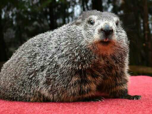 Avatar of Punxsutawney Phil