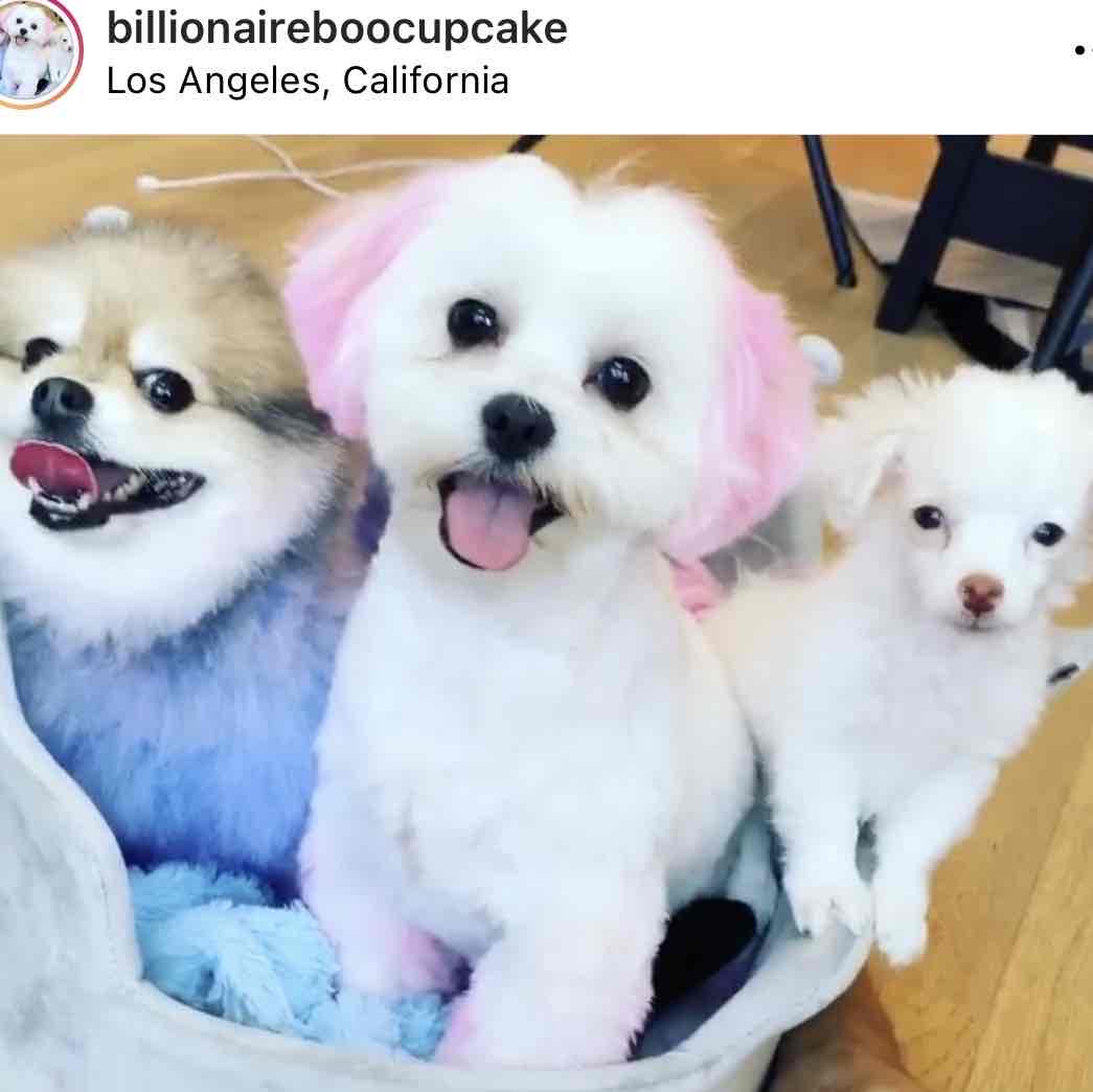 Avatar of BILLIONAIREBOOCUPCAKE