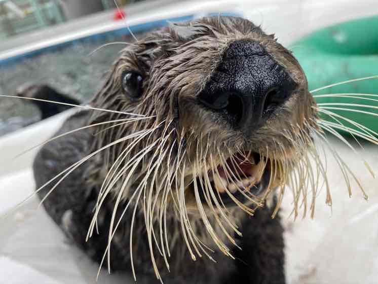 Avatar of Sea Otters at Aquarium of the Pacific