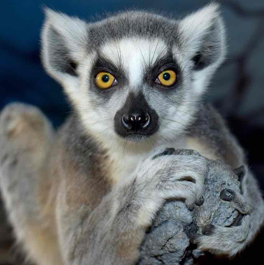 Avatar of Ring Tailed Lemur Family