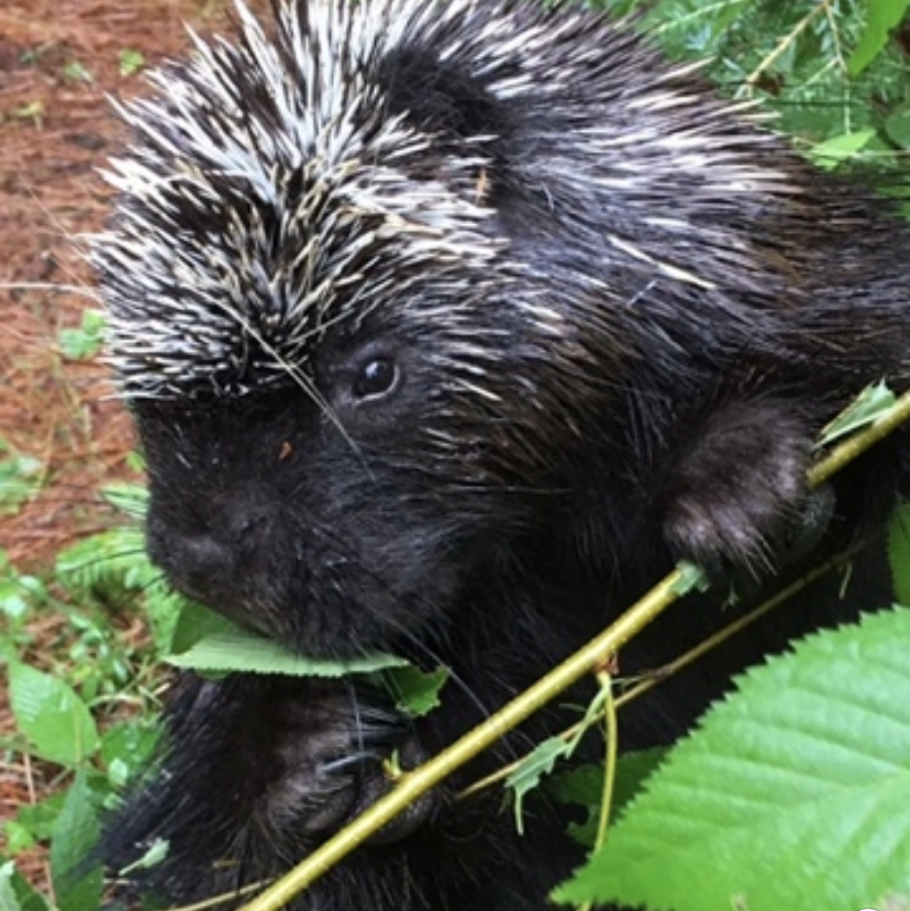 Avatar of Henry the Porcupine