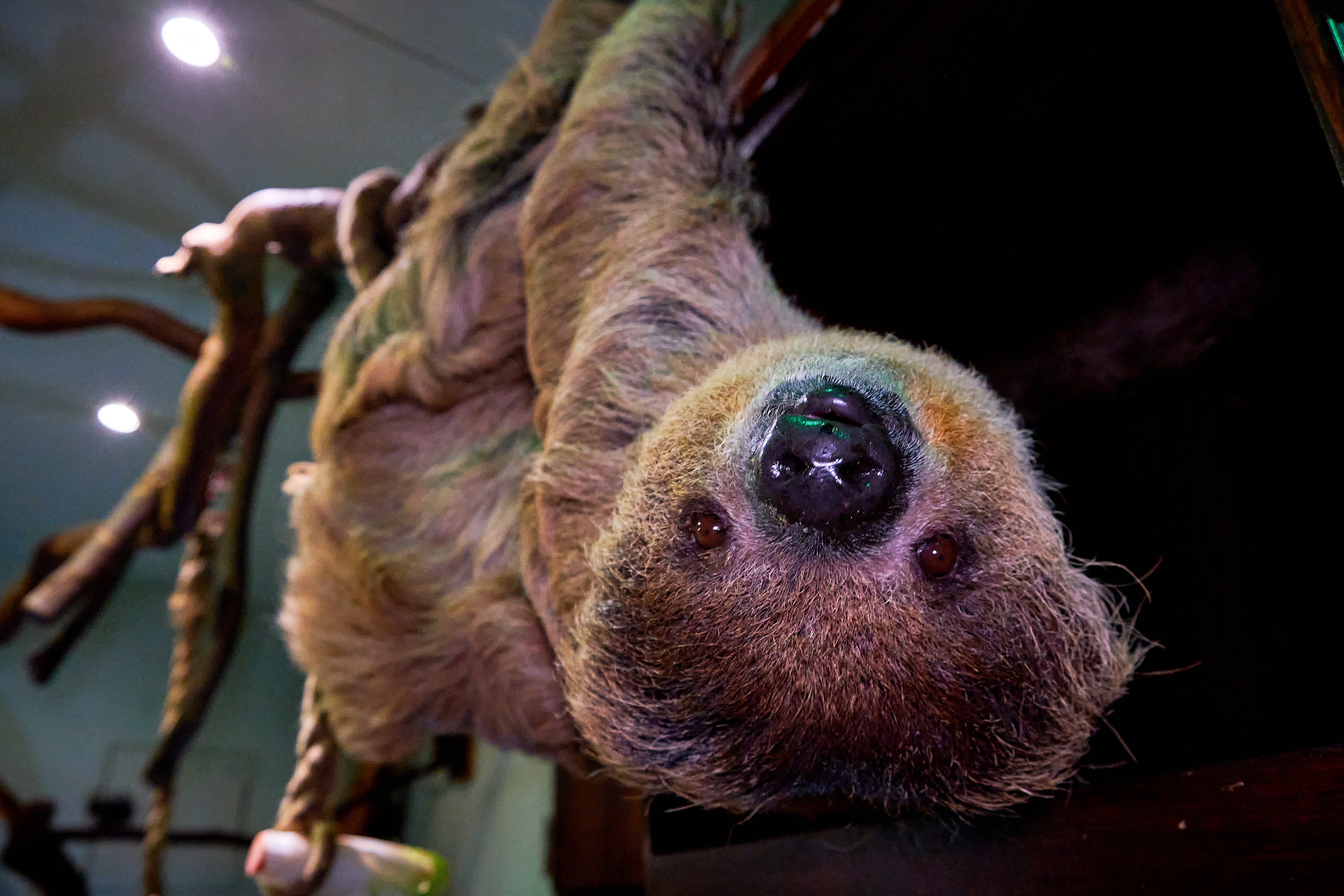 Avatar of Mr Jingles the Sloth