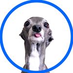 Avatar of Tika the Iggy