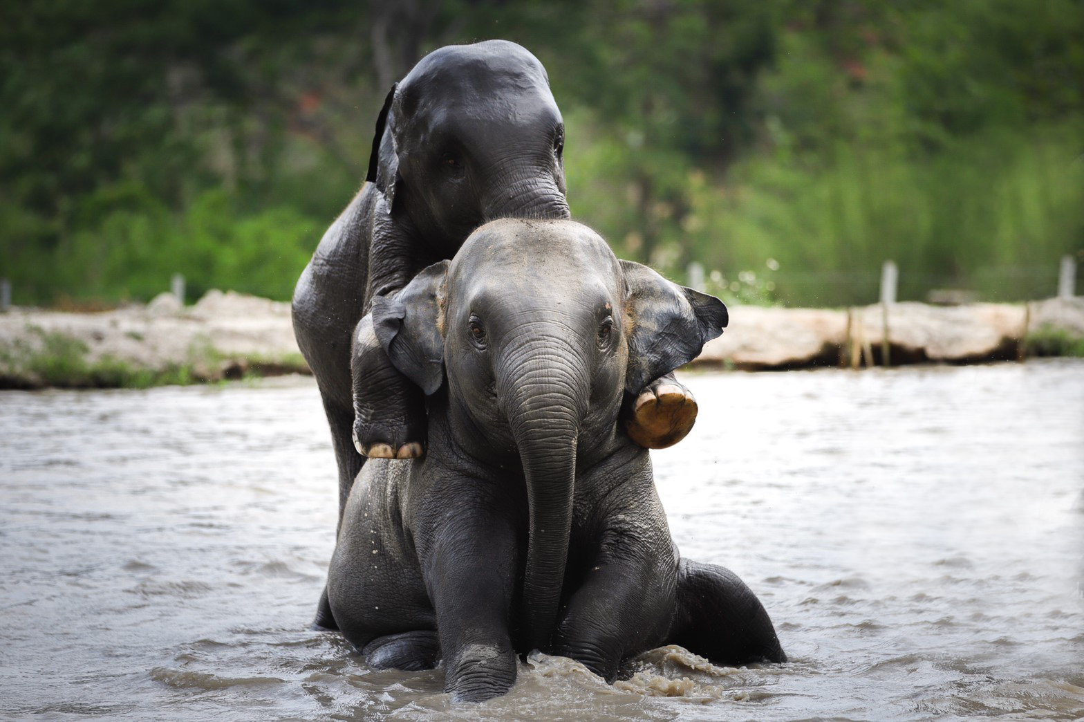 Avatar of Elephant Jungle Sanctuary Thailand