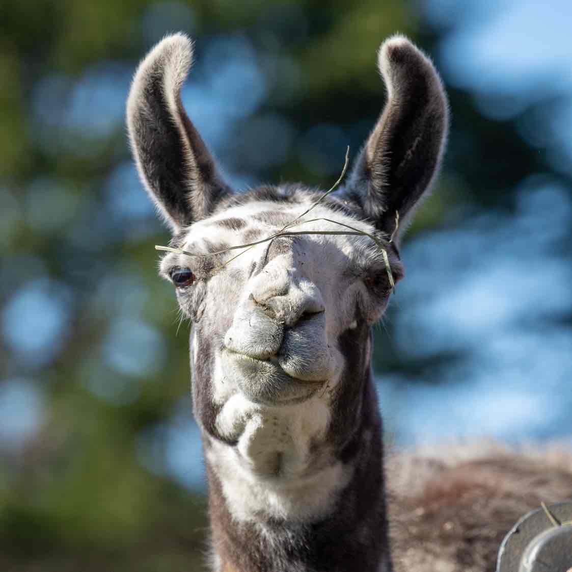 Avatar of Paco the Llama