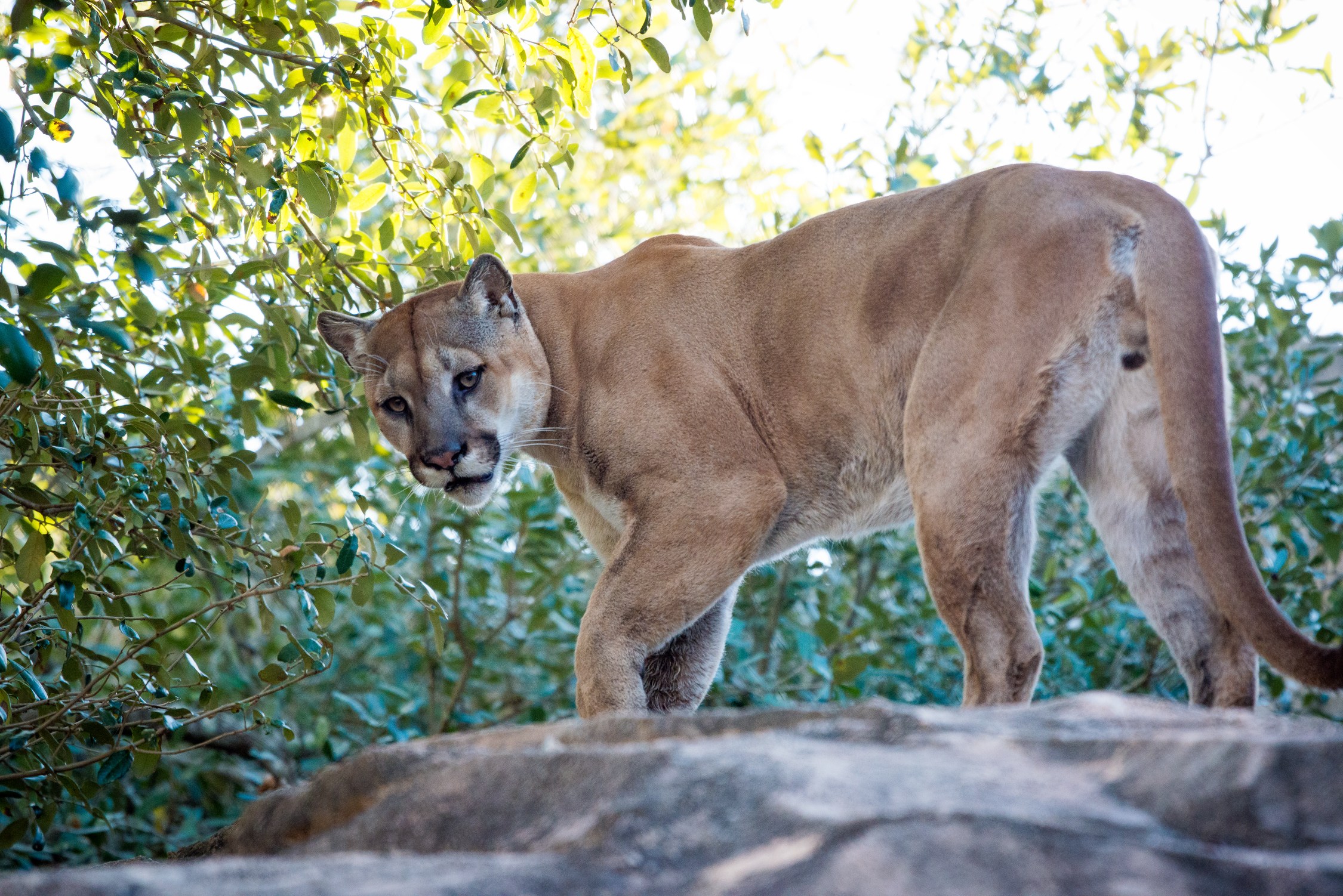 Avatar of Shasta the Cougar at Houston Zoo