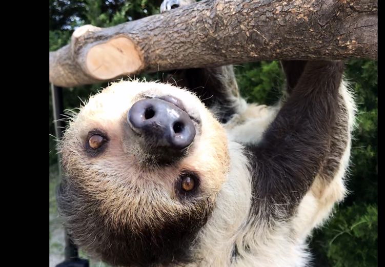 Avatar of Lola the Sloth