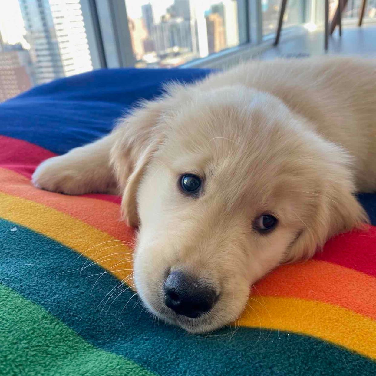 Avatar of Maggie - Golden Retriever