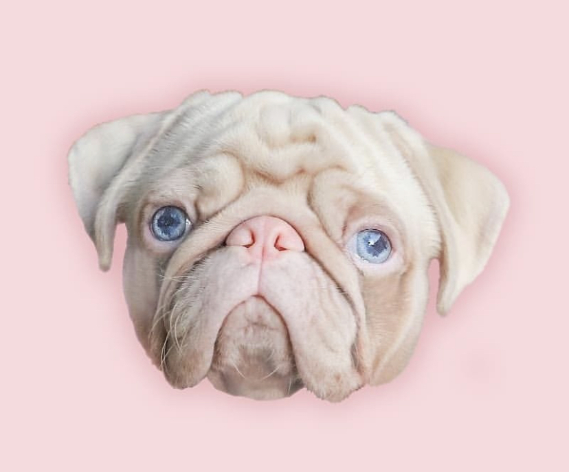 Avatar of Milkshake The Pug
