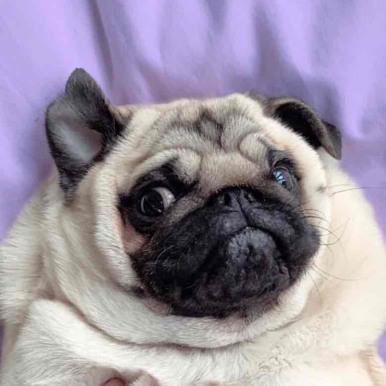 Avatar of Sophia the Pugg