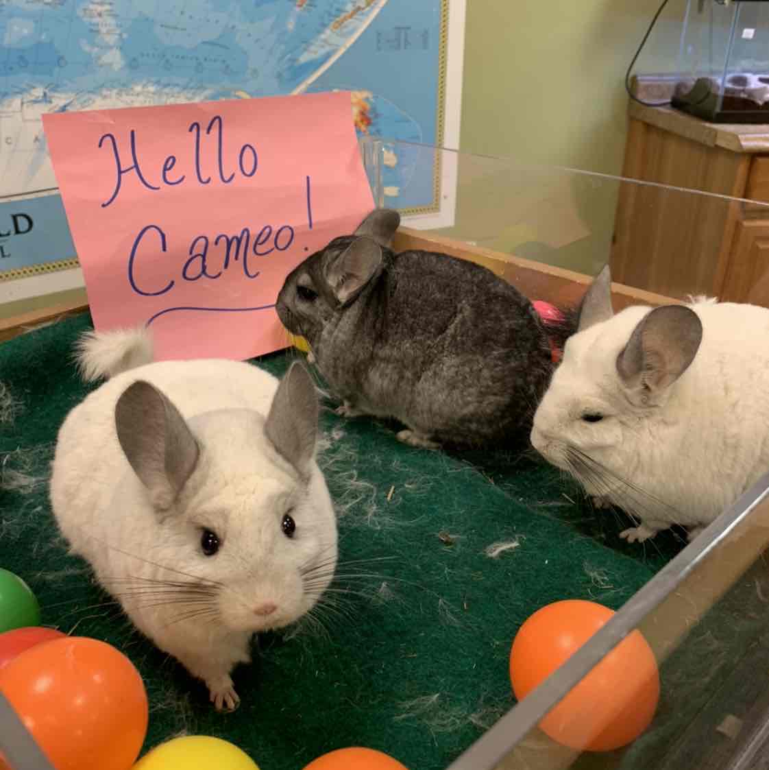 Avatar of Chinchilla Family