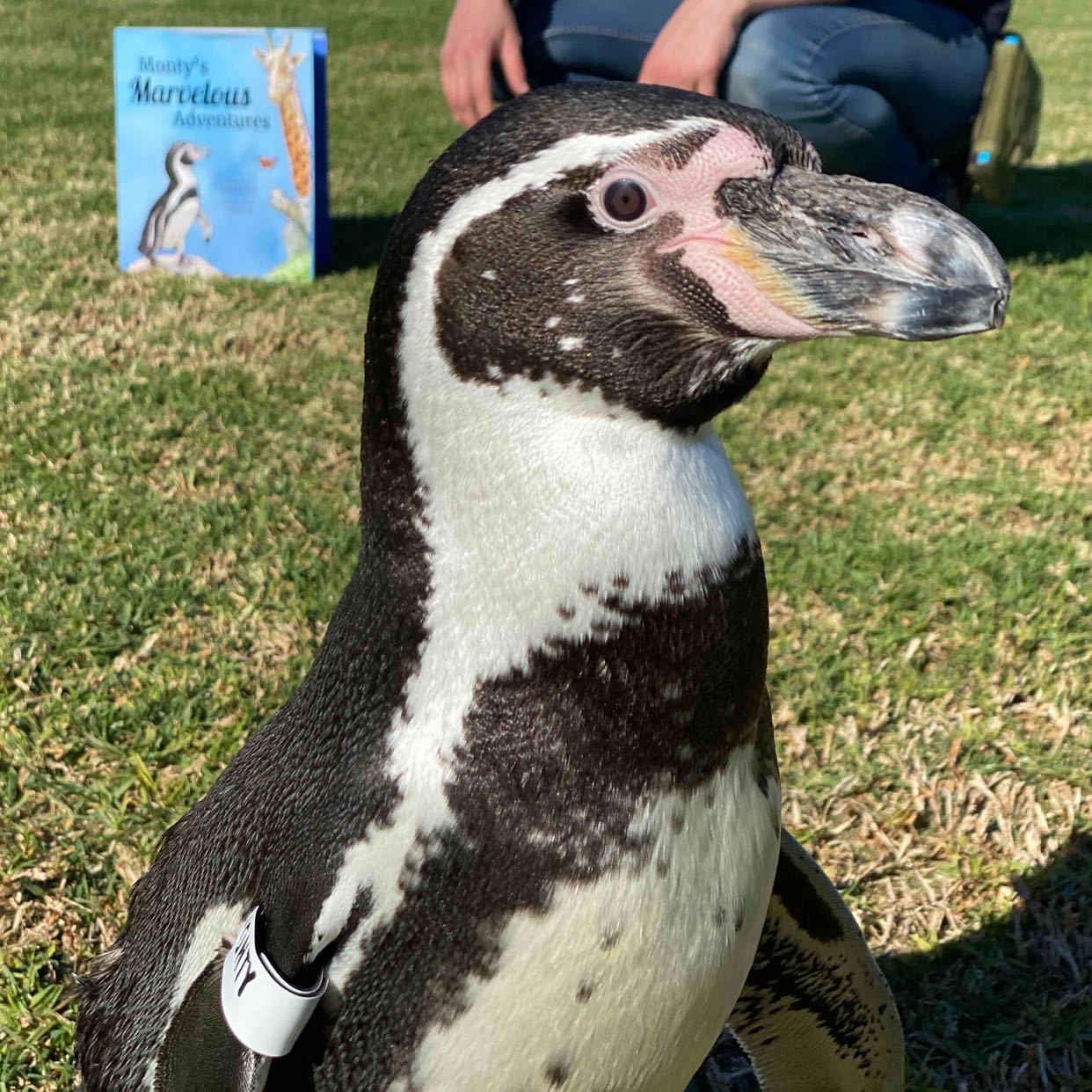 Avatar of Monty from Santa Barbara Zoo