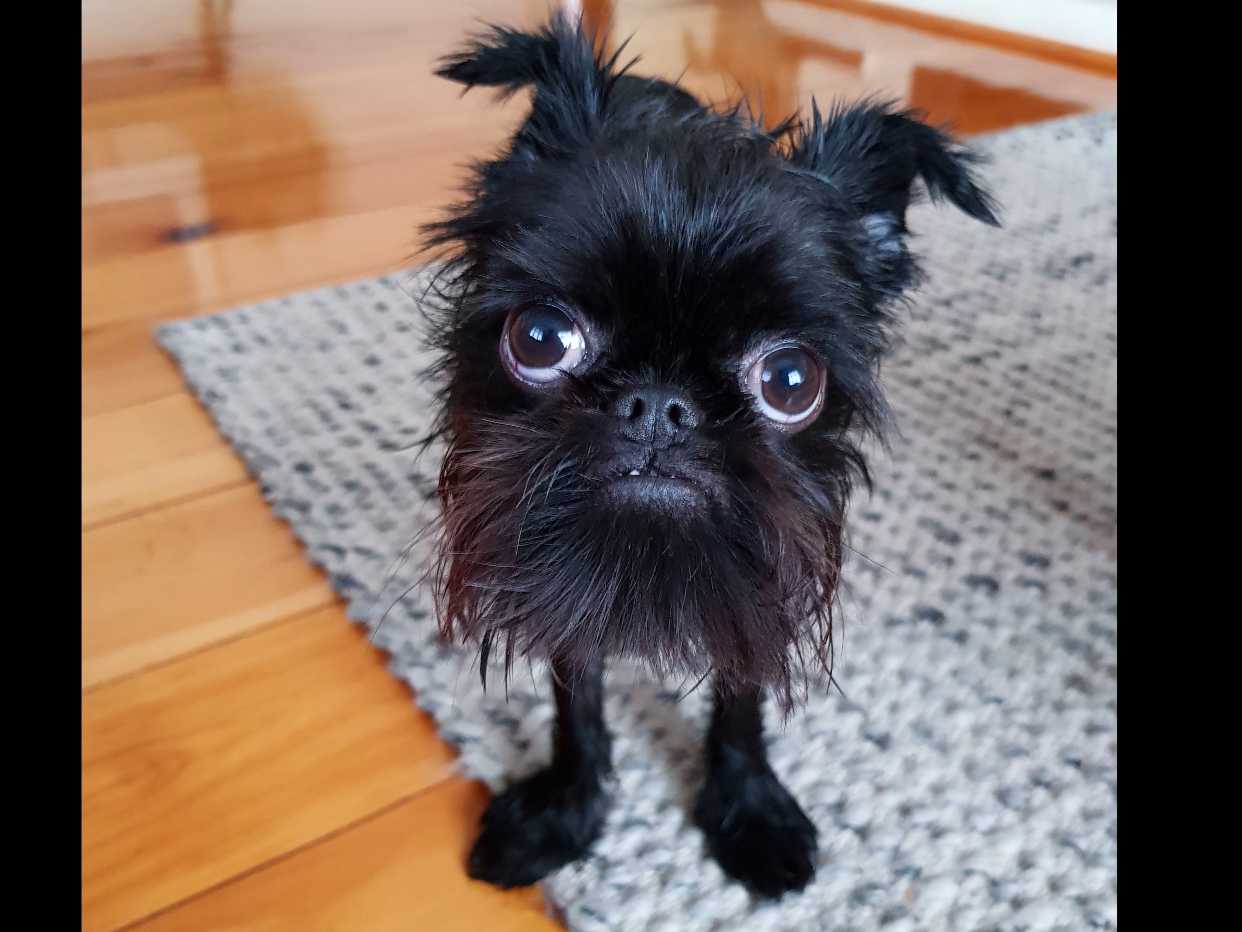 Avatar of Squid the Griff