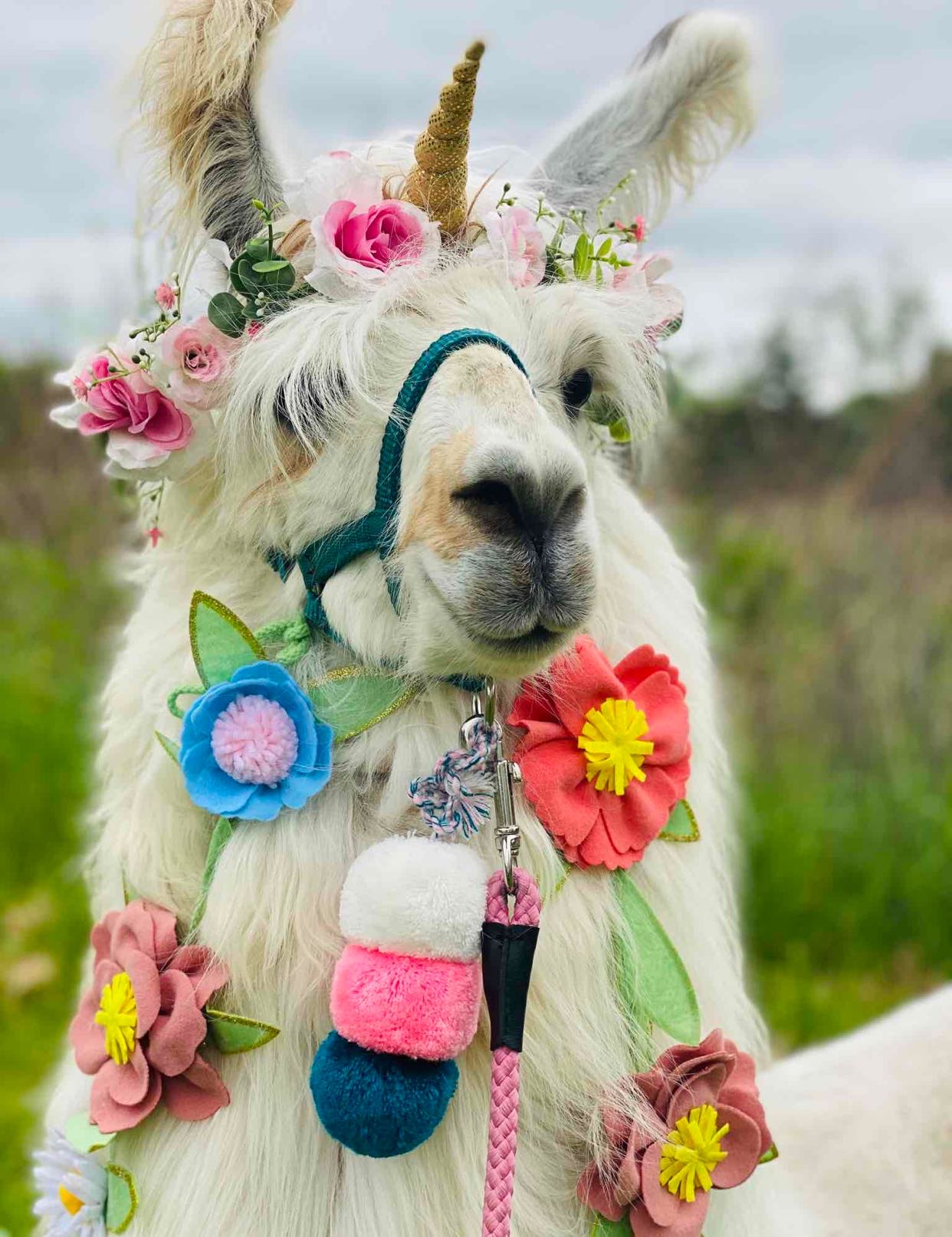 Avatar of Prairie Patch Farm Llamas
