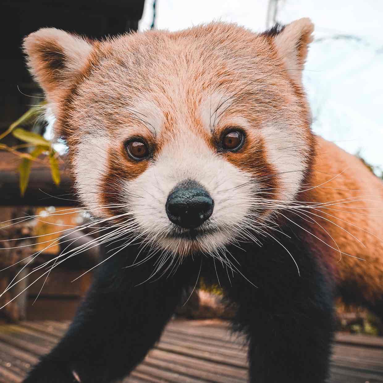 Avatar of Nam Pang the Red Panda