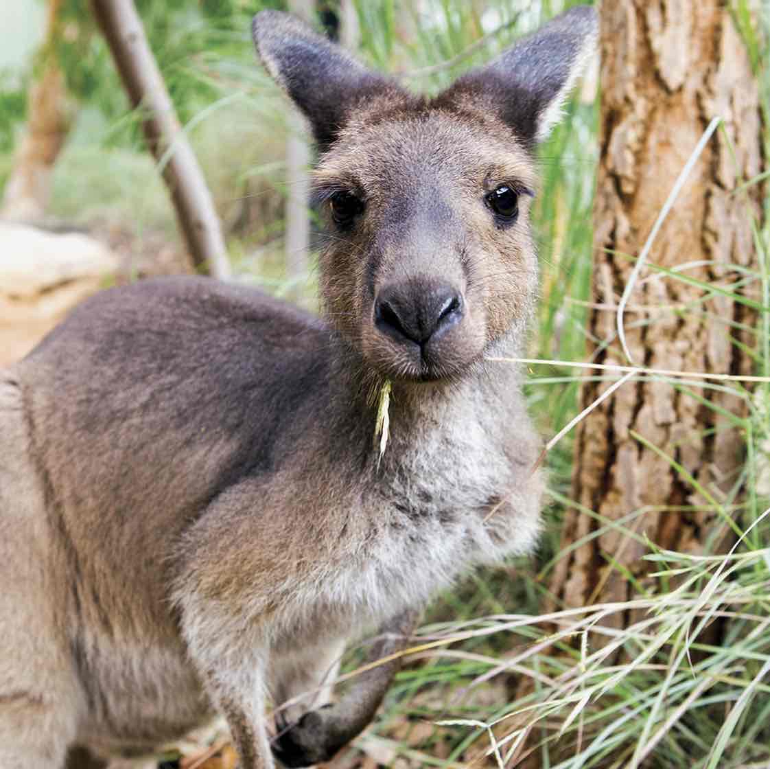 Avatar of Kangaroo