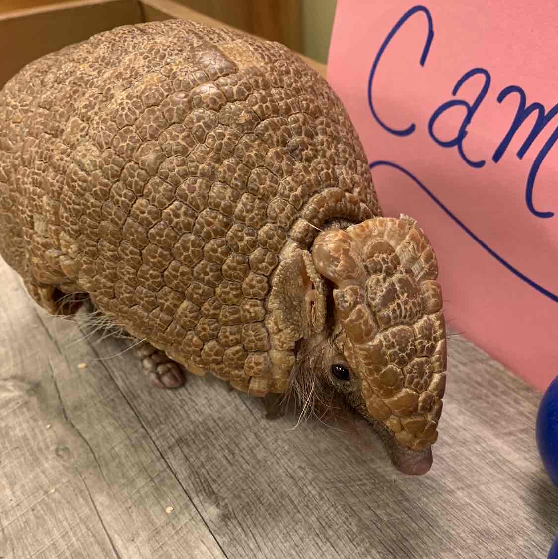 Avatar of Gwen the Three-Banded Armadillo