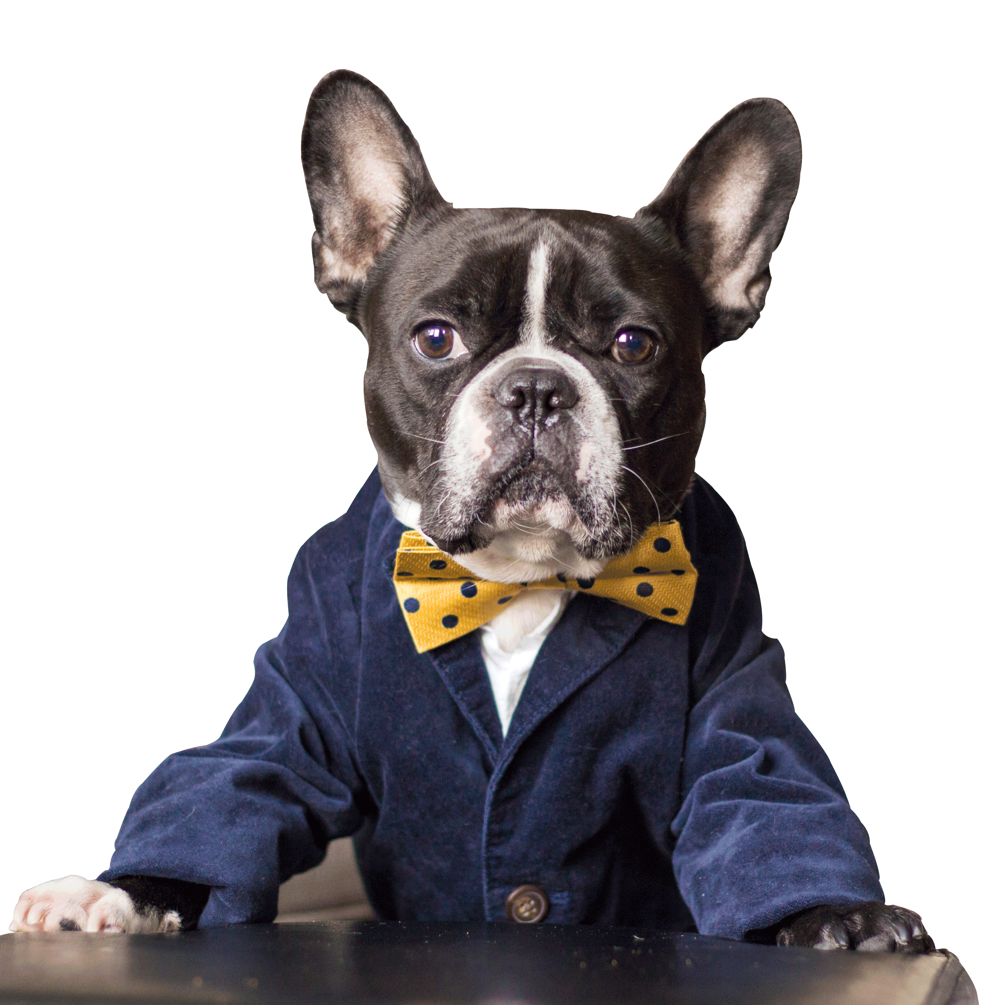 Avatar of Oscar The Frenchie