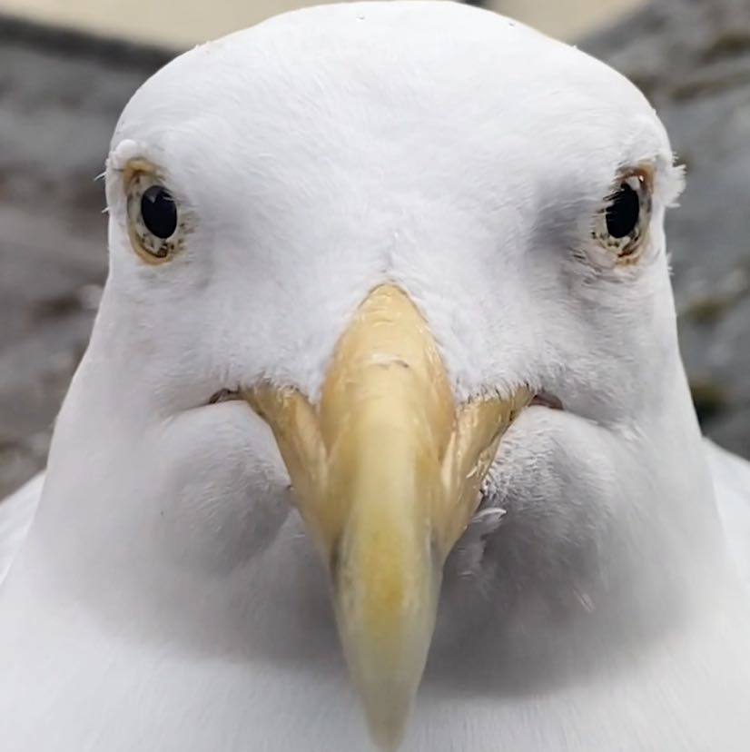 Avatar of Steven the seagull