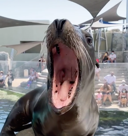 Avatar of Aquarium of the Pacific Seals/Sea Lions
