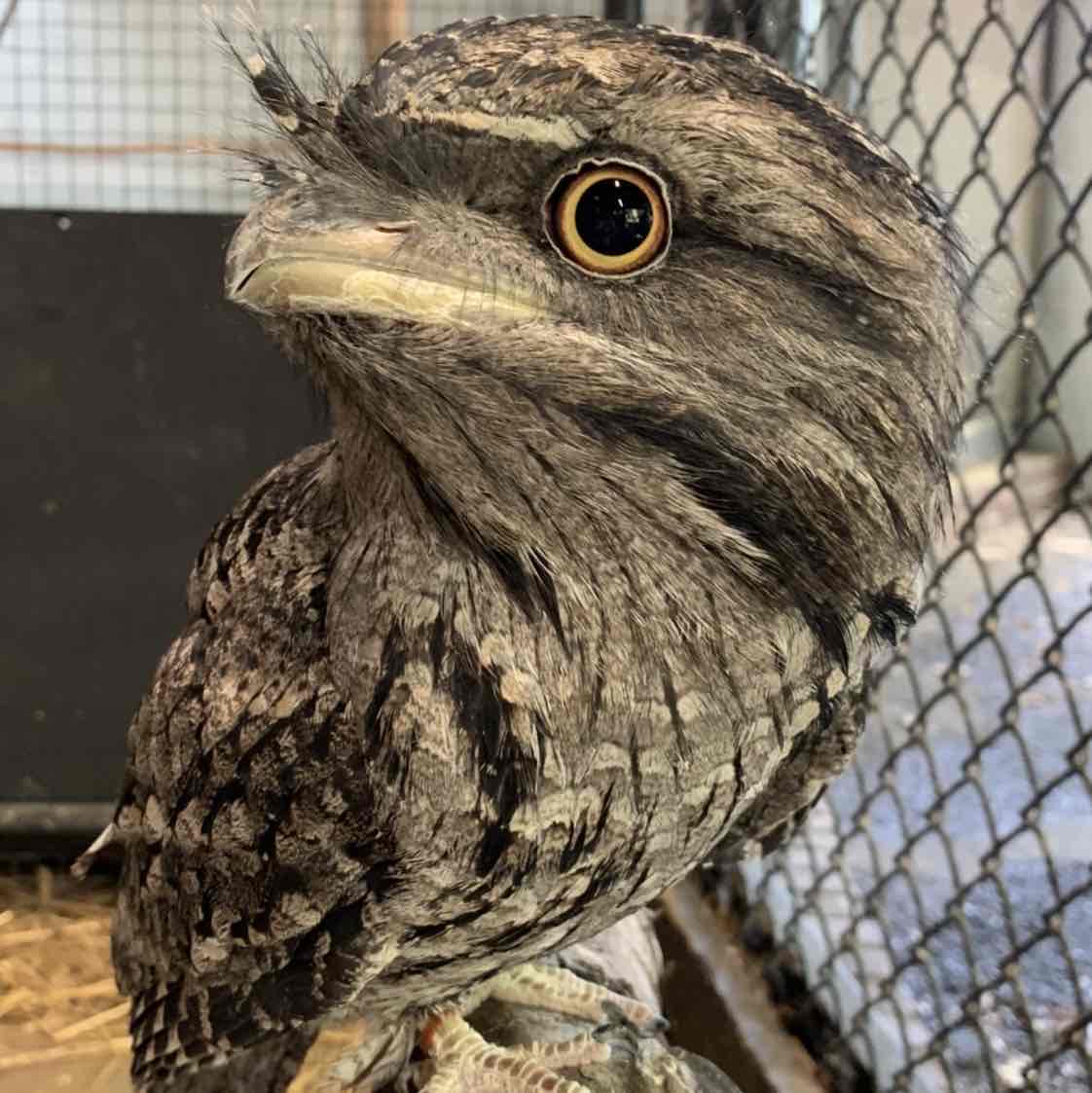 Avatar of Darwin the Tawny Frogmouth