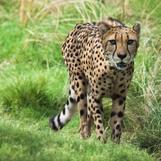Avatar of Cheetahs At The Houston Zoo