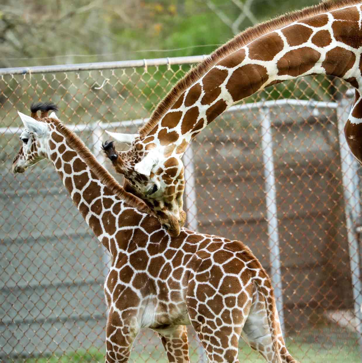 Avatar of Giraffe