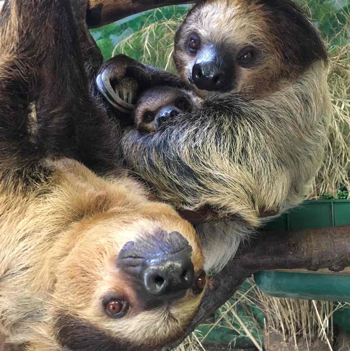 Avatar of Sloths Nero & Lunesta at Stone Zoo