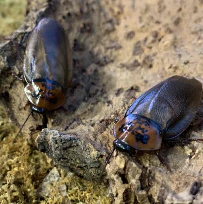Avatar of Cockroach Dedications at the Butterfly House: an Insect Zoo
