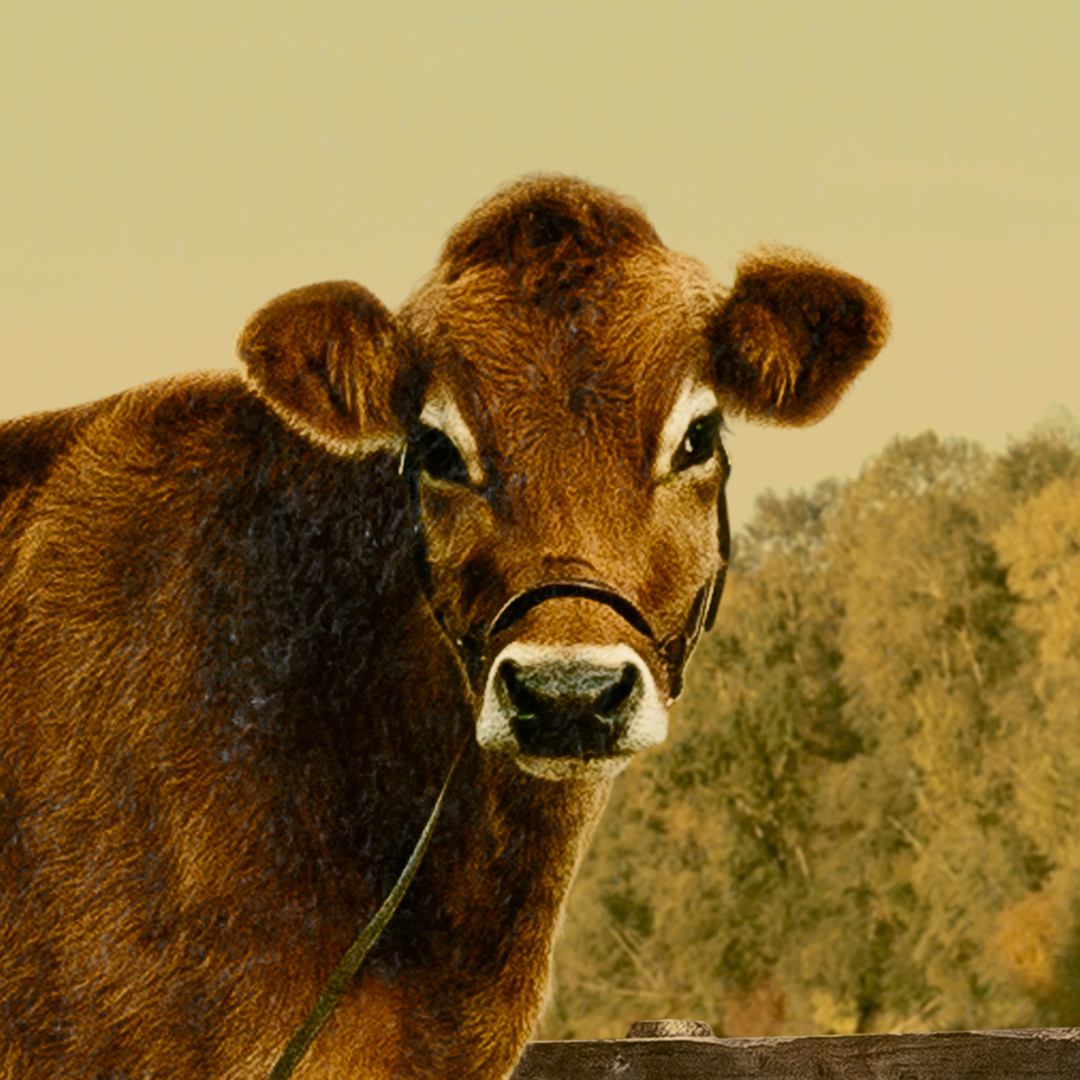 Avatar of Eve the Cow