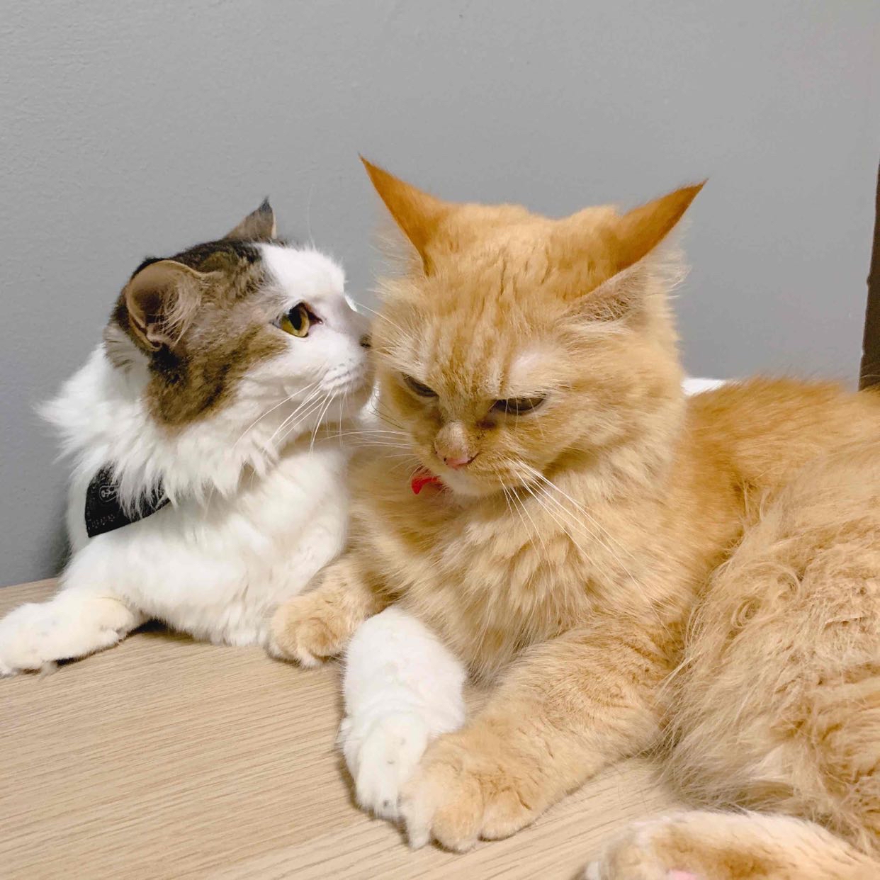 Avatar of Tuti and Yuki