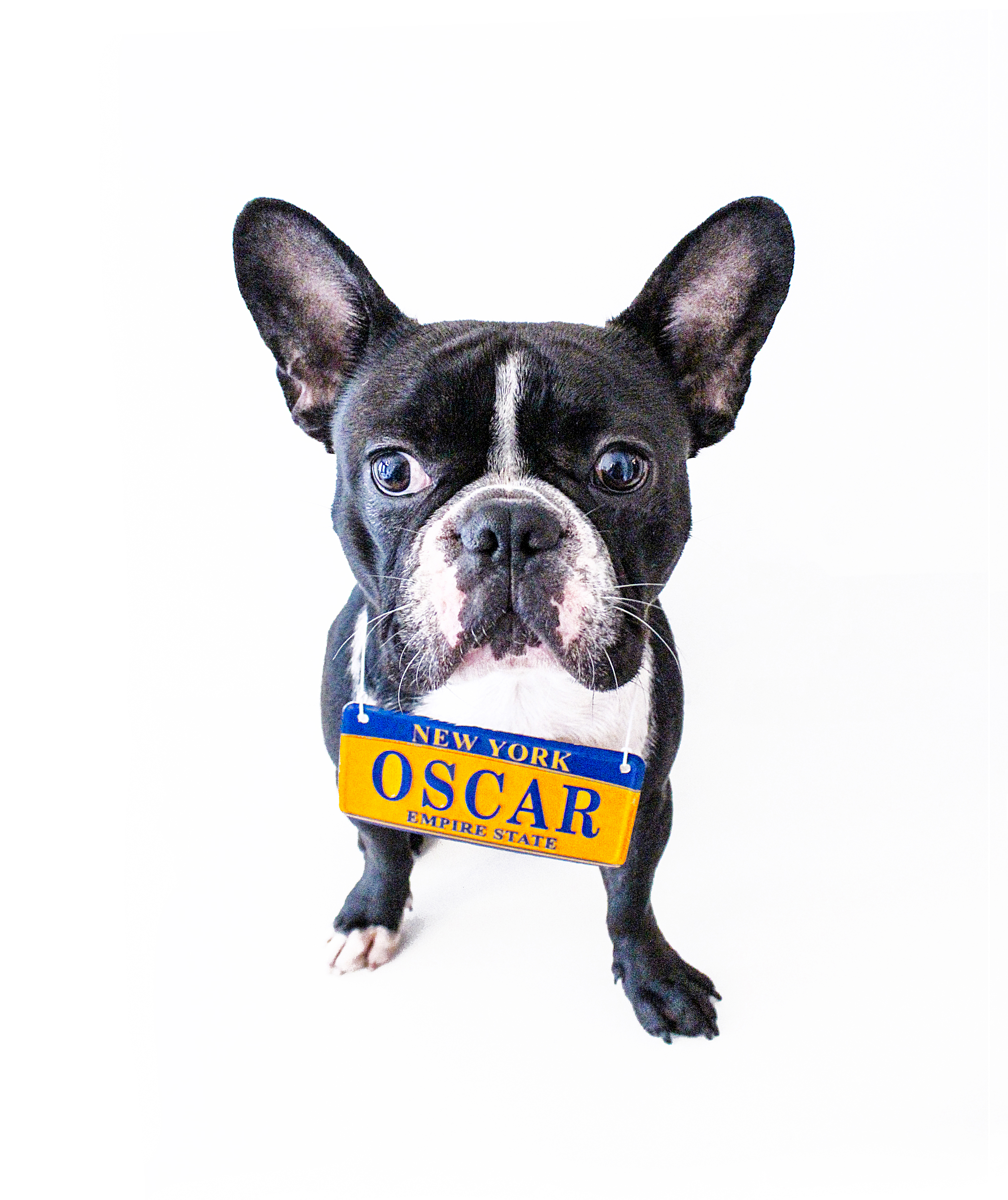 Avatar of Oscar The Frenchie