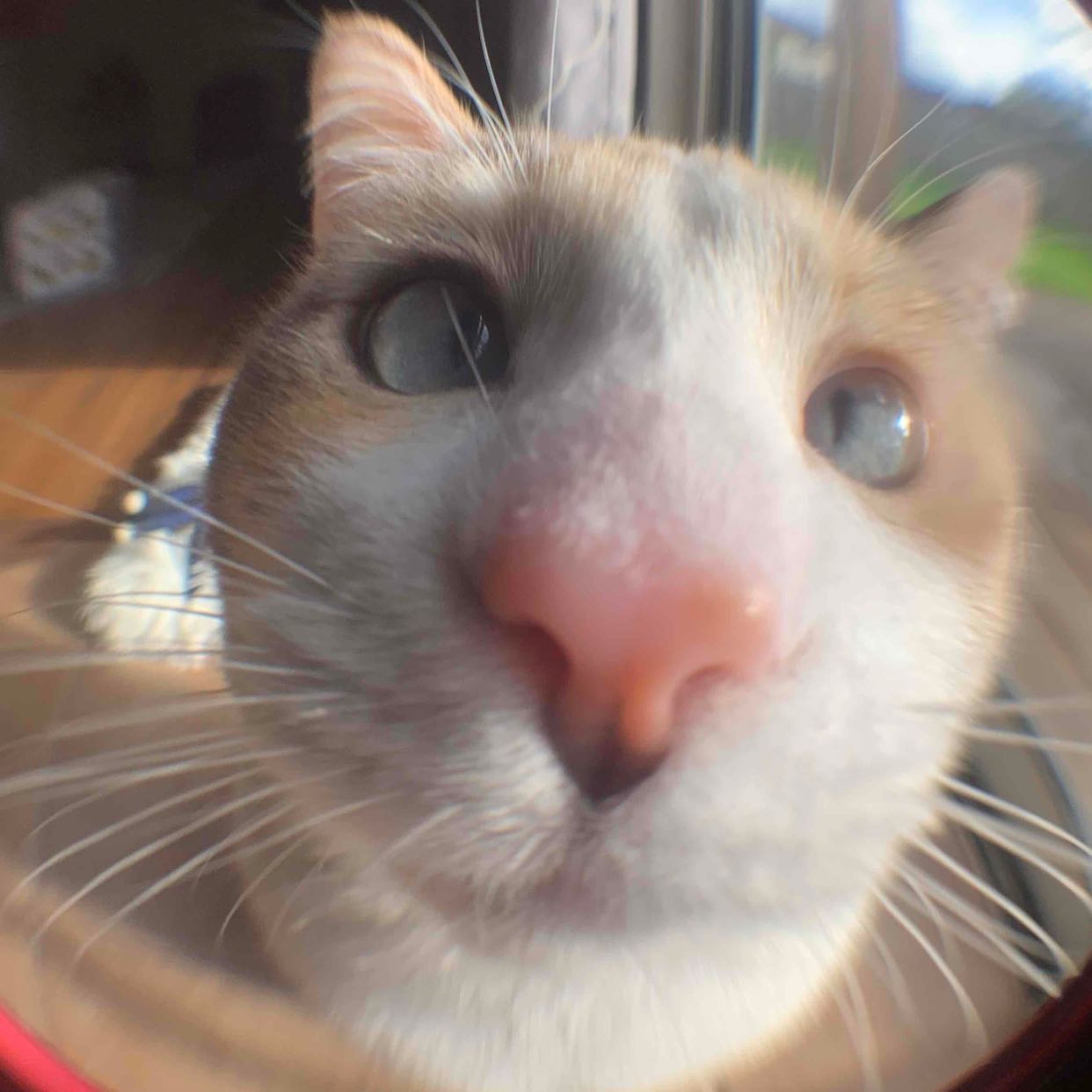 Avatar of Panko Cat