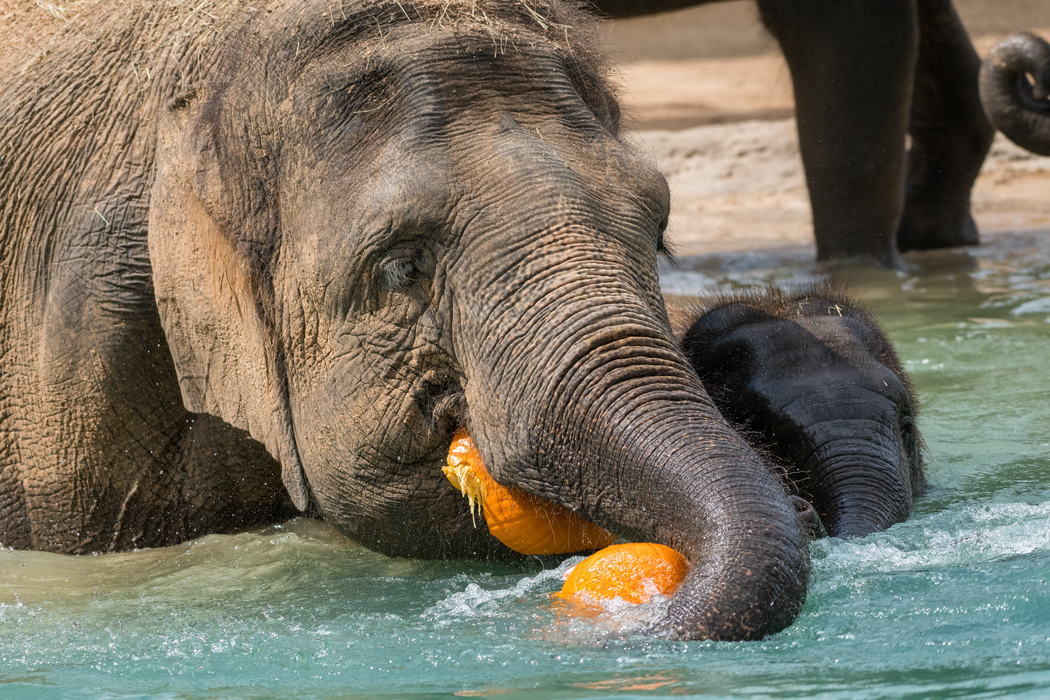 Avatar of Elephants at Houston Zoo