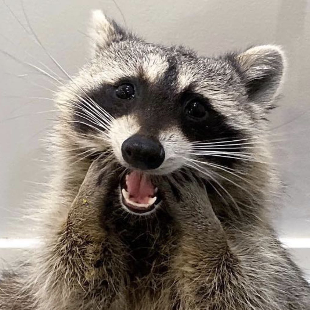 Cameo - Tito The Raccoon
