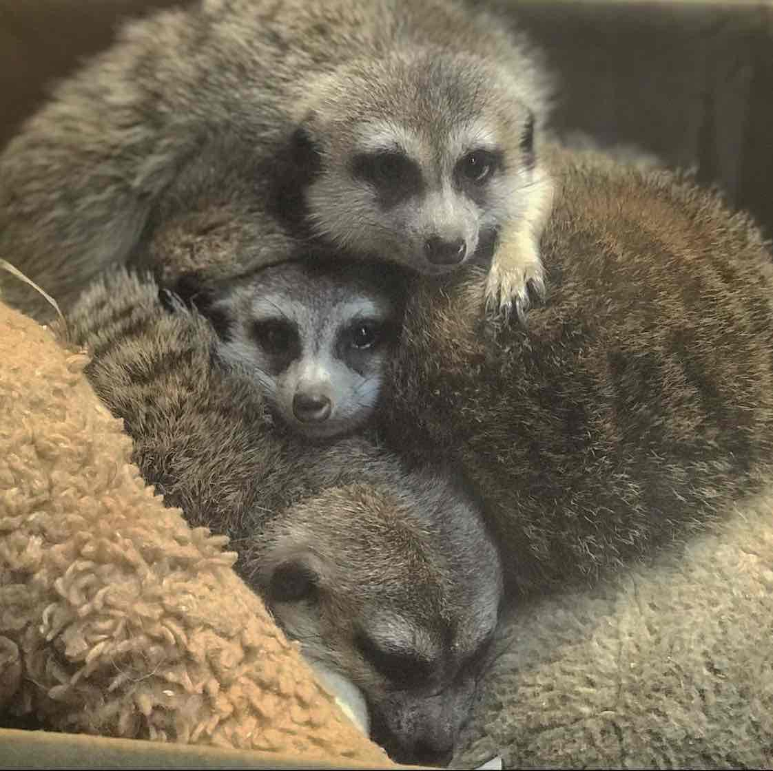 Avatar of Meerkat Family