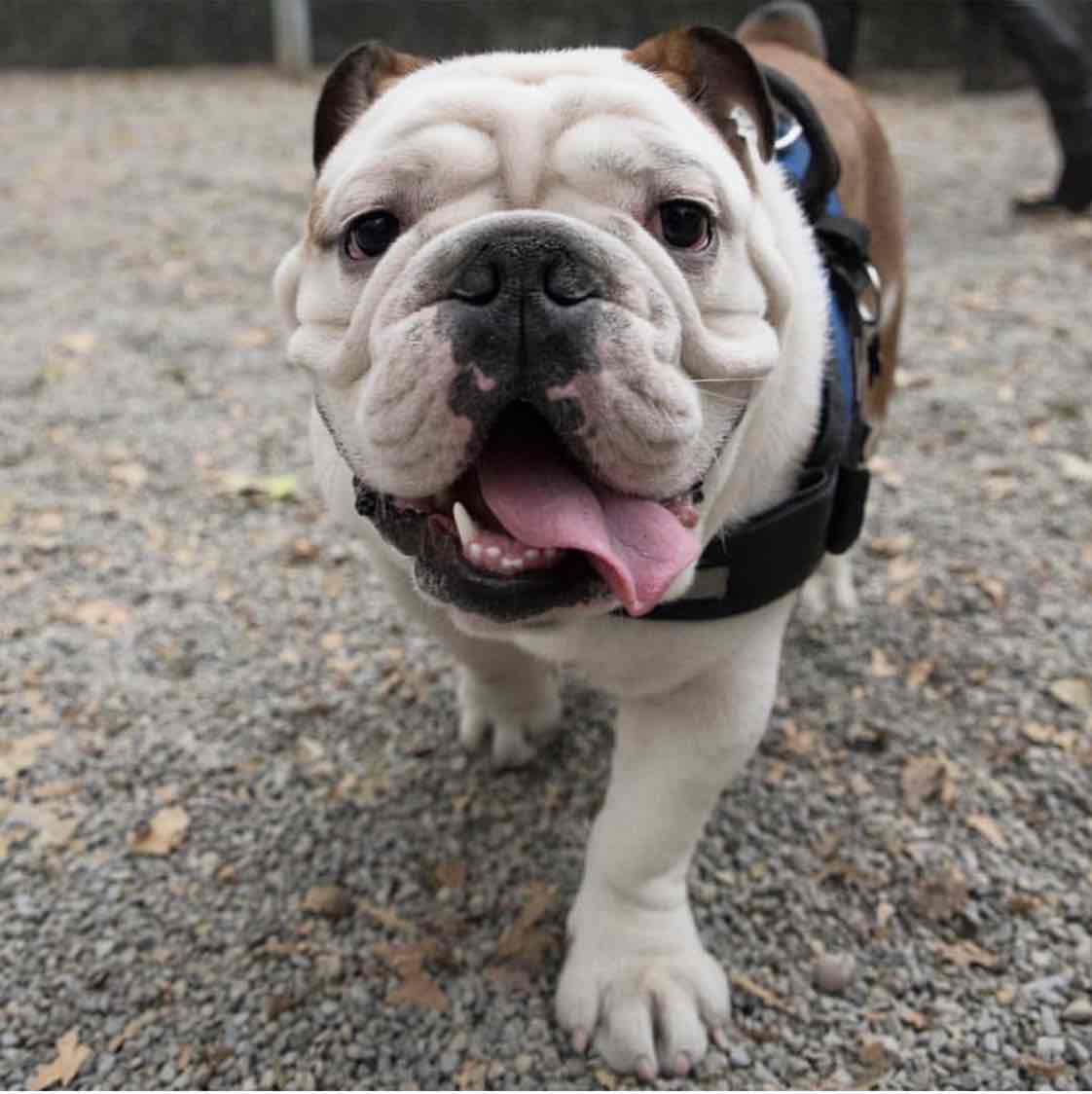 Avatar of JaytheBulldogNYC