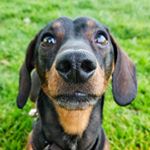 Avatar of Charlie Sausage Dog