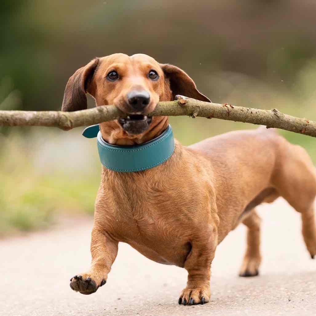 Avatar of Bosco and his big stick