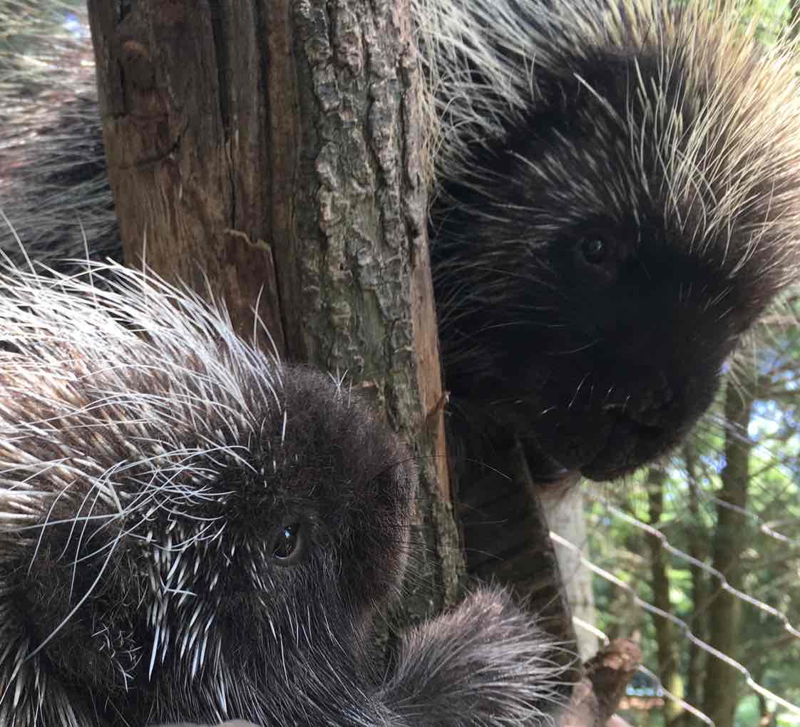 Avatar of Porcupines Fezzik & Tarth at Stone Zoo