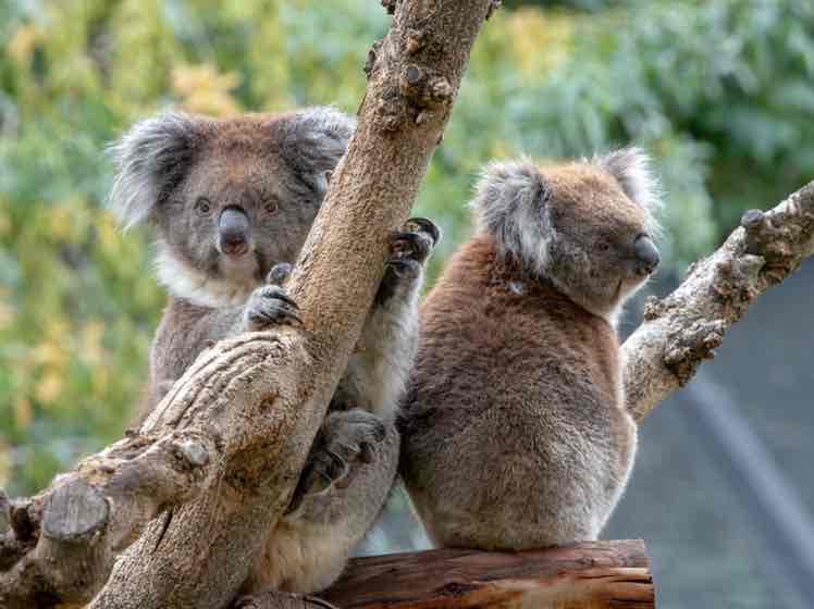 Avatar of Sophie & Louise Koalas